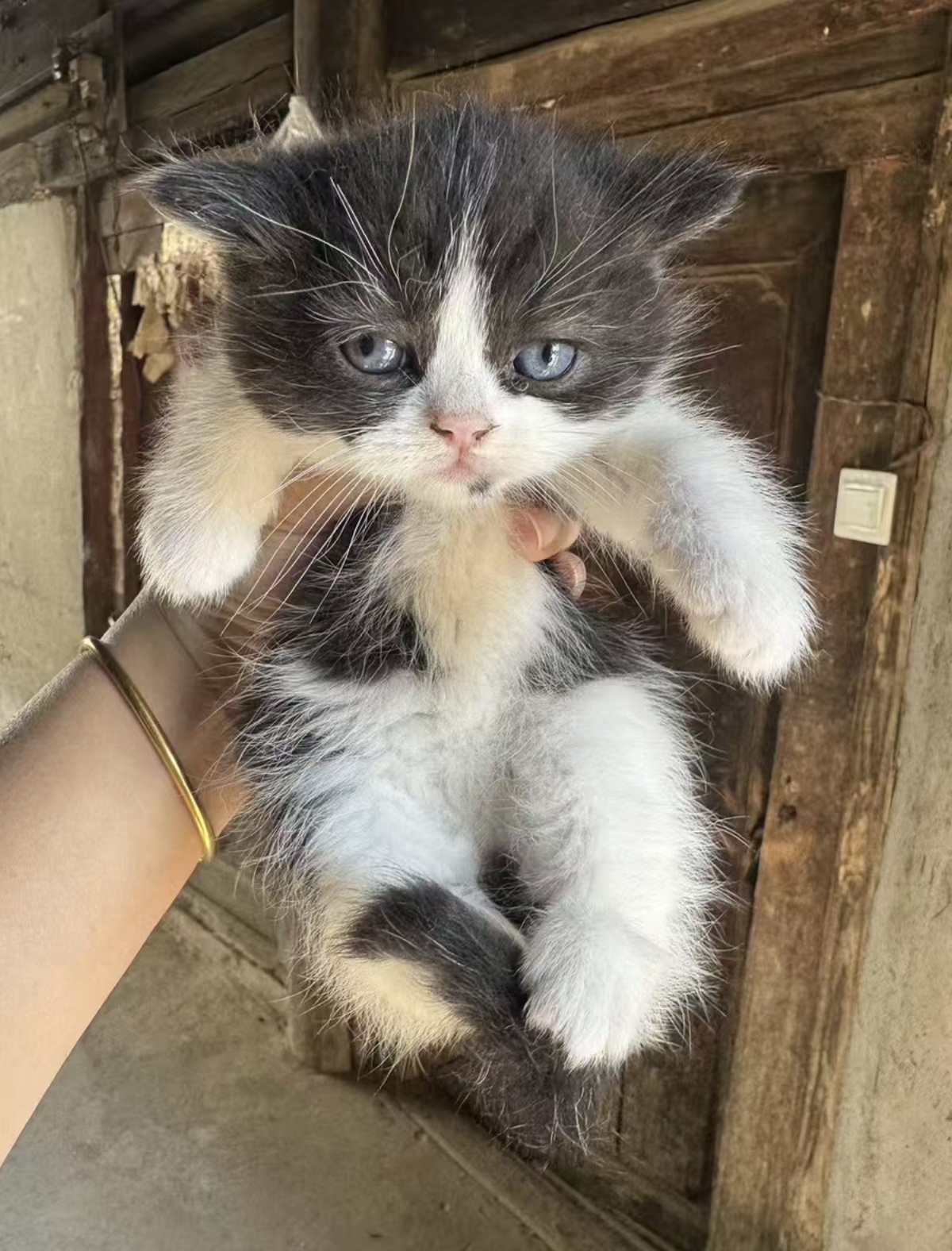 英短奶牛猫弟弟 2个月 疫苗两针 无病无藓 活泼可爱